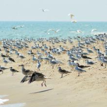 Birds in the estuaries