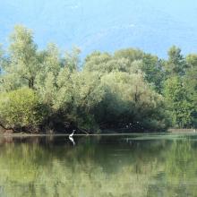 Magadino backwaters