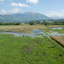 Ramsar site no. 509: Kaltbrunner Riet