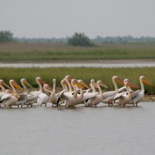 Pelecanus onocrotalus on the coastal lakes of Yagorlytska Bay