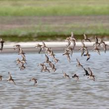 The coastal lakes and salt marshes of Yagorlytska Bay are the stoppower place of many waders during migrations.