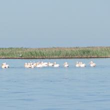 Wite Pelicans near the island Dzharylgach