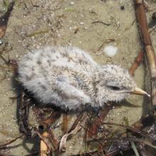 The wet chicken of Sandwich Tern on the island  Dzharylgach