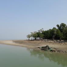 Mangrove Forest