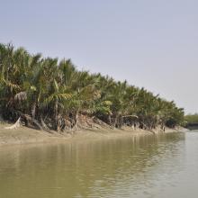 Sundarban Wetland