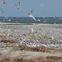 The colony of Thalasseus sandvicensis on the terminus of the Bilosaraiska Spit