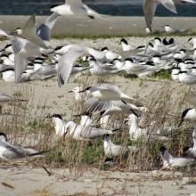 Larus genei settle near Thalasseus sandvicensis.