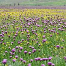 Halophytic meadows with Rhaponticum serratuloides.