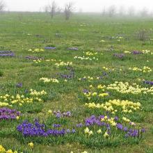 Psammophyte-steppe area with Iris pumila.
