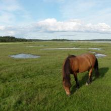 Horse grazing in the tidal meadows.