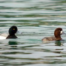 4_scaup1