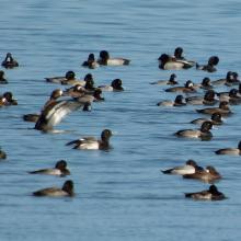 5_scaup2