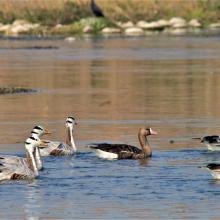 Bar-headed Geese and Greater white-fronted Geese at Nangal wetland