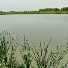 Aquaculture Pond at Keshopur-miani community reserve