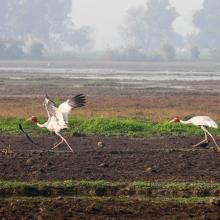 Sarus Crane at Keshopur-miani community reserve