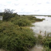 flooded forest of Songkram river.