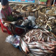 Fish from Songkhram river at the local marketplace.