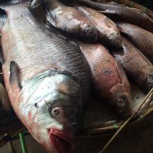 Fish of Songkhram River
