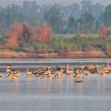 Flock of Bar-headed Geese in River Beas