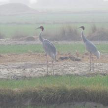 A pair of Sarus Crane at Saman Bird Sanctuary A pair of Sarus Crane at Saman Bird Sanctuary