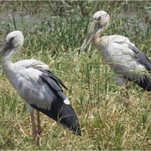 A pair of Asian open-billed stork at Saman Bird Sanctuary