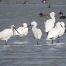 Congregation of spoonbill storks at Saman bird Sanctuary