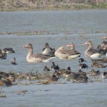 Congregation of waterfowls at Saman Bird Sanctuary