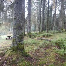 Slieve Bloom Mountains Ramsar Site and adjacent conifer plantation.