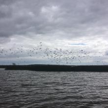 Black headed Gull colony in Lower Lough Corrib