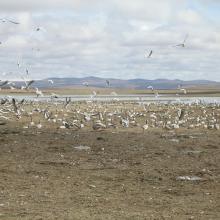 crowd of wetland birds
