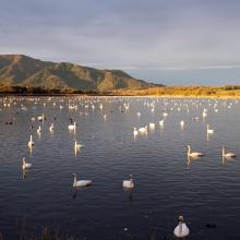 Swans and ducks in Sakata