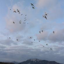Swans flying over Sakata