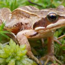 Grenouille des champs, Rana arvalis