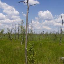 Mesotrophic sphagnum sedge