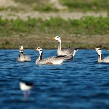 Barheaded goose in Haiderpur 