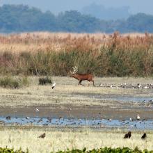 Swamp deer in Haiderpur wetland