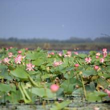 Blooming Lotus community  in west lagoon of the wetland.