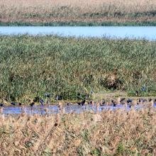 Many Purple Swamphens (Porphyrio porphyrio) in Selke Wildlife Refuge. Hundreds of PS can be sometimes seen in front of reedbed in Anzali Wetland.