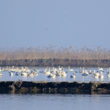 Many wintering waterbirds in Selke Wildlife Refuge