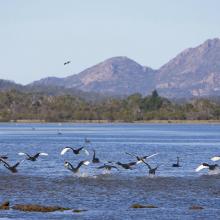 Moulting Lagoon Ramsar site black swans