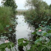 View of amirkelayeh wetland from the horbour