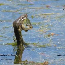 Natrix tessellata hunting fish in Gandoman wetland Natrix tessellata hunting fish in Gandoman wetland