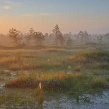 Raised Bog Rozhnianskoe