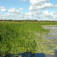 Floodplain meadows of the Berezina River are characterized by the exceptional variety of flora and fauna.