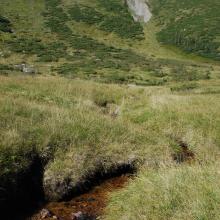 A rivulet in the boggy cirque between the mounts of Hoverla and Breskul