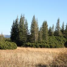 Shrubed peat-bog