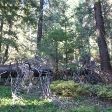 Spurce virgin wet/dry forests