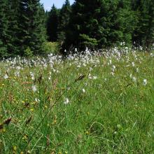 Cottongrass-sedge hillslope bog in headwaters of the Phorilets River