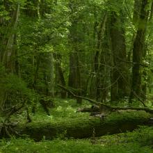 Floodplain (riverine) forest