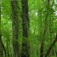 Oak-ash forest in “Atak” area